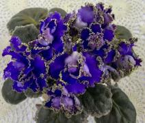 photo_nor for ЕК-Заморская Диковинка