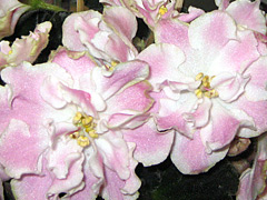 photo_nor for РС-Милашка