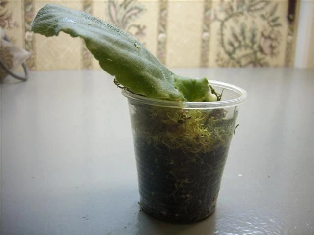 019 csmallg vsmallu.jpg