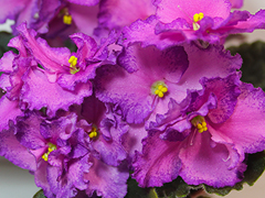 photo_nor for ЛЕ-Аллочка