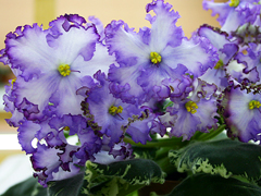 photo_nor for Афродита