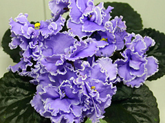 photo_nor for ЕК-Голубая Кровь