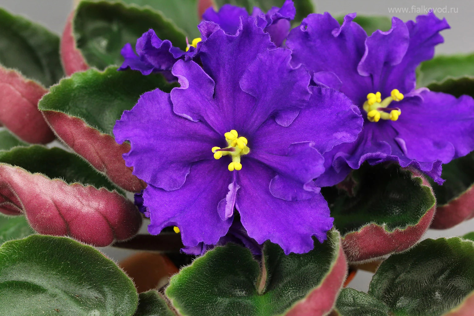 АВ-823-166, сеянец