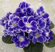 photo_nor for ЕК-Лучистая Акварель