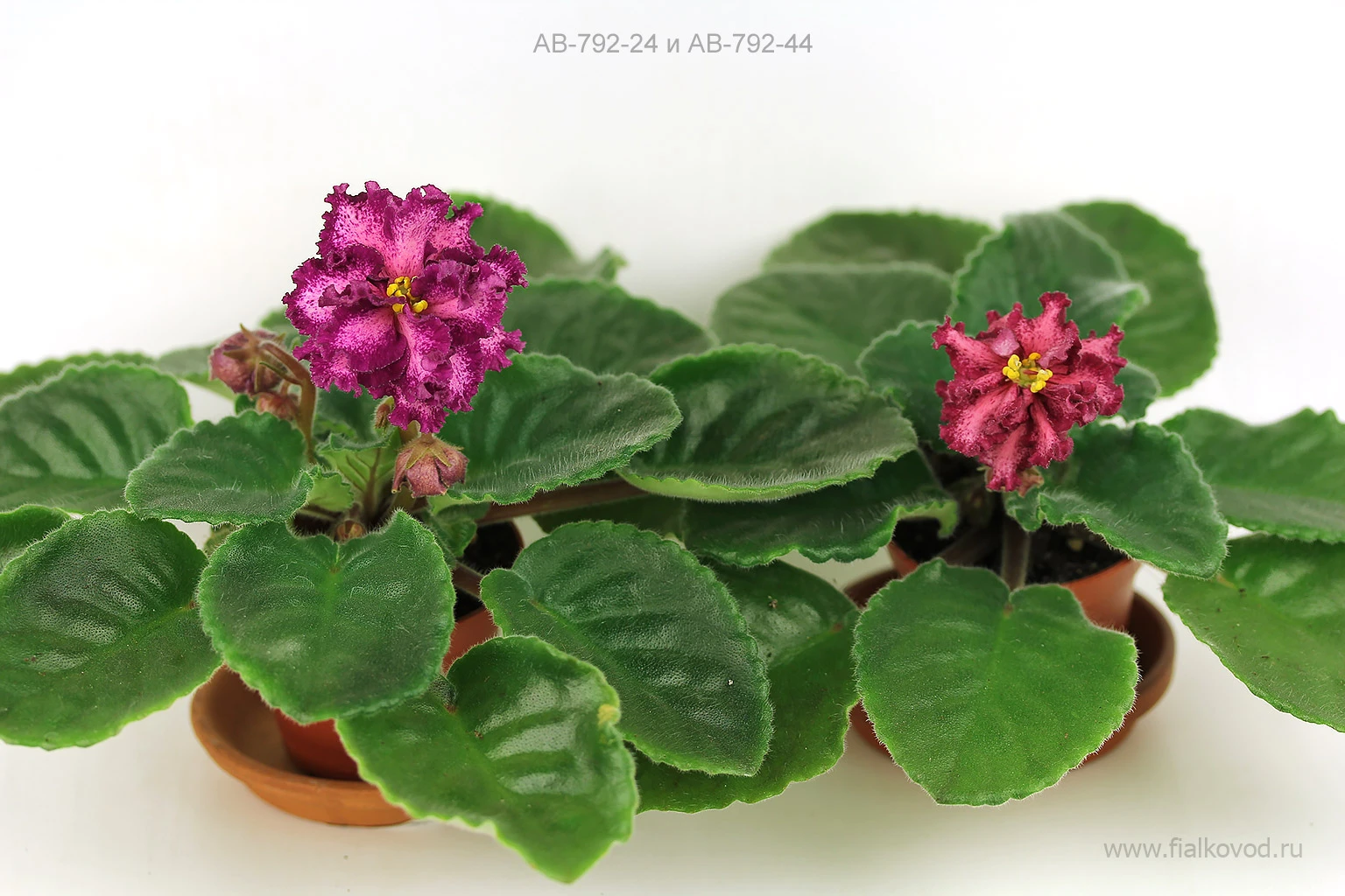 АВ-792-44, сеянец