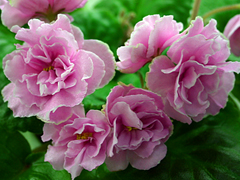 photo_nor for ЕК-Любаша