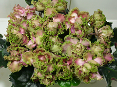 photo_nor for Island Rose