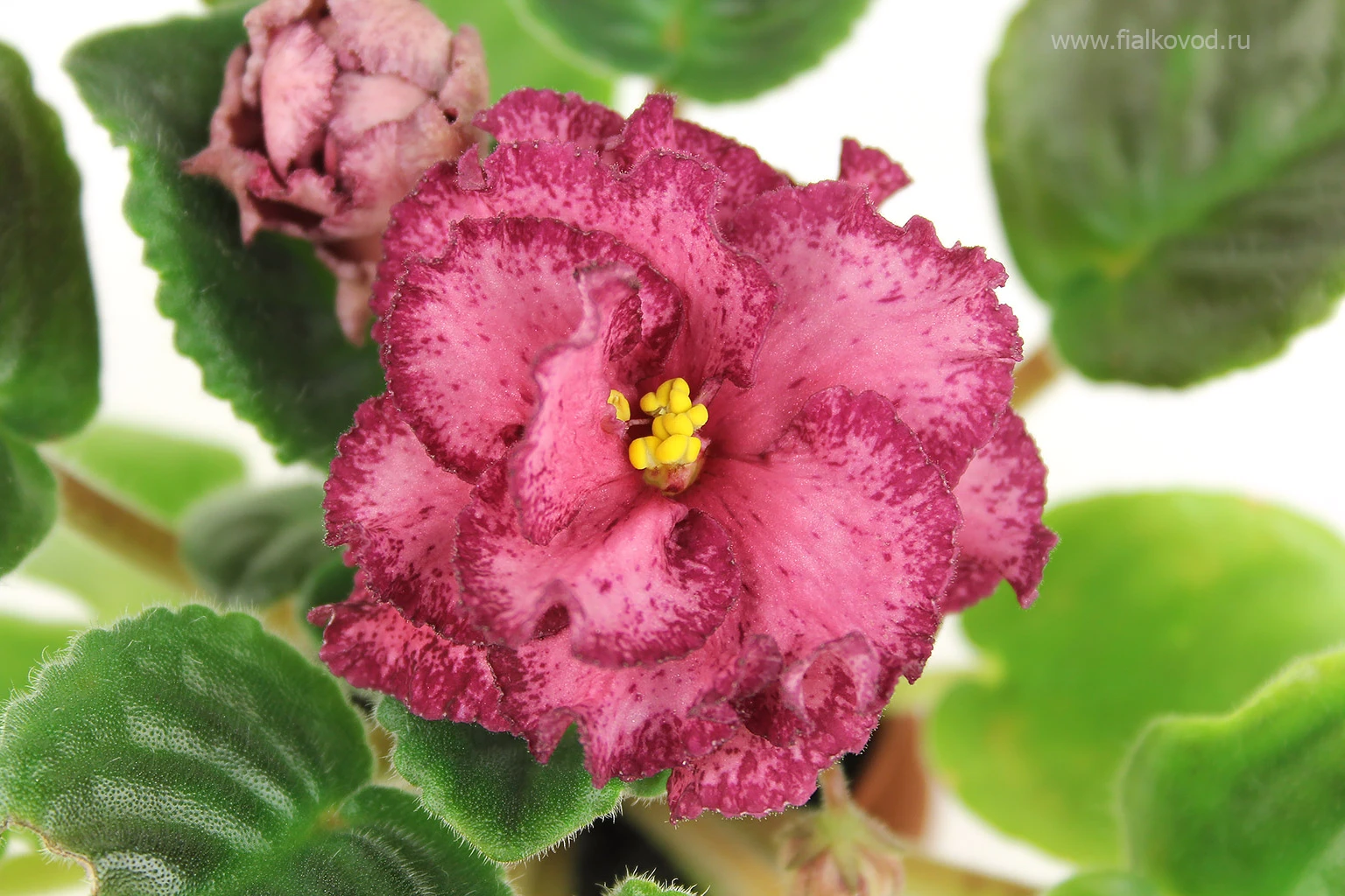 АВ-792-44, сеянец