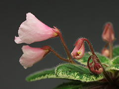 photo_nor for АВ-Маленькие Радости (858-89)