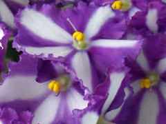 photo_nor for Icy Hot