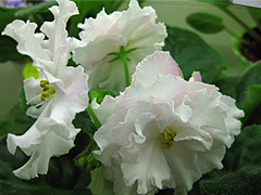 photo_nor for ЕК-Белая Королева