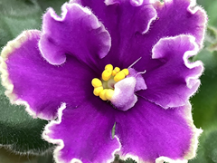 photo_nor for С-22-133, сеянец