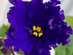 photo_nor for С-22-534, сеянец