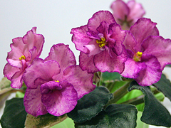 photo_nor for Buckeye Cherry Topping