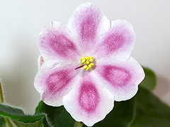 photo_nor for РС-Оптимистка