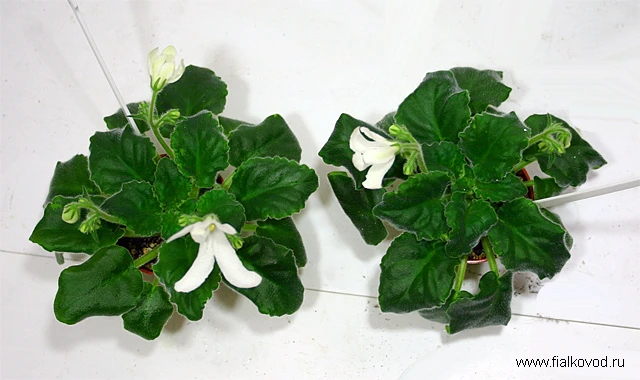 Lunar Lily White