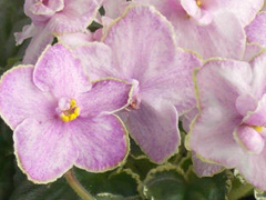 photo_nor for РС-Гарем