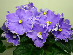 photo_nor for РС-Индонезия