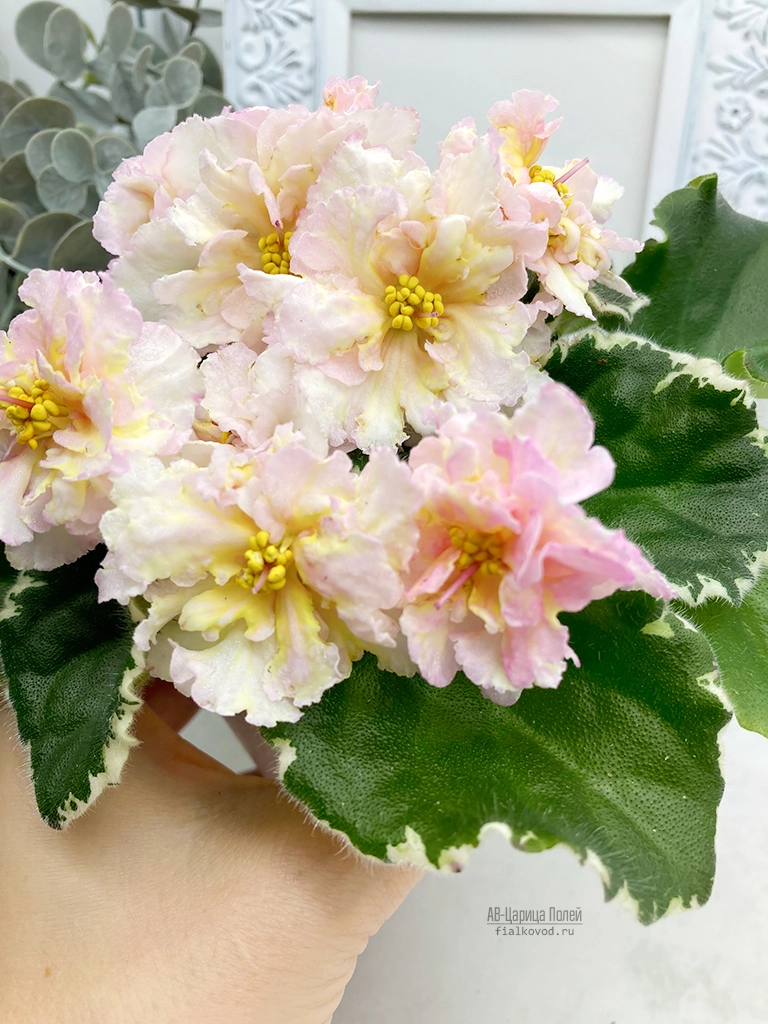 ав-царица-полей2.jpg