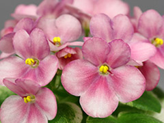 photo_nor for АВ-Какая Прелесть!