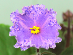 photo_nor for АВ-Денис