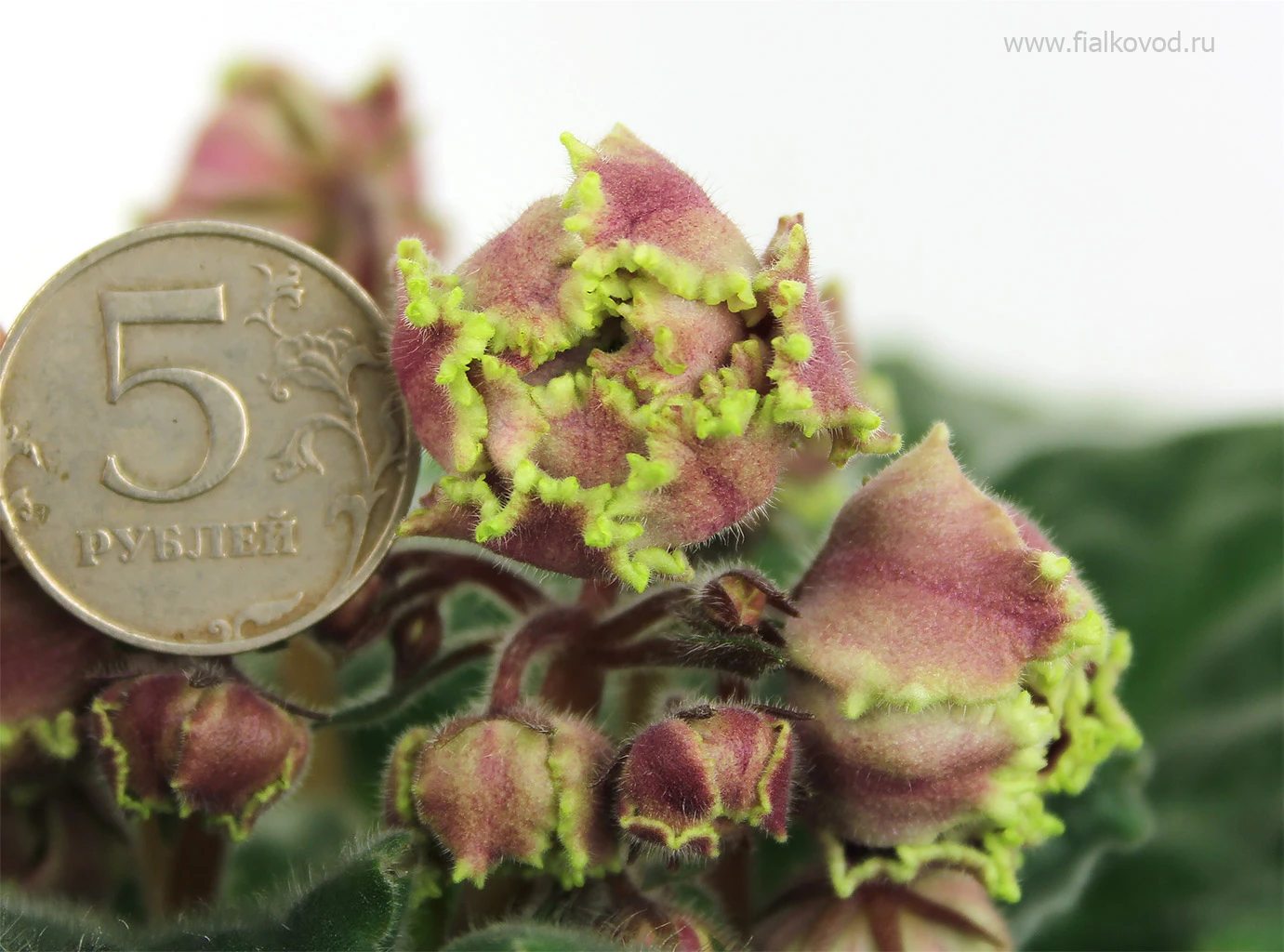 АВ-777-33, сеянец