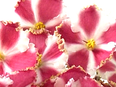 photo_nor for Кладовая Солнца