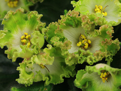 photo_nor for С-Мармелад для Кузнечика (21-232)