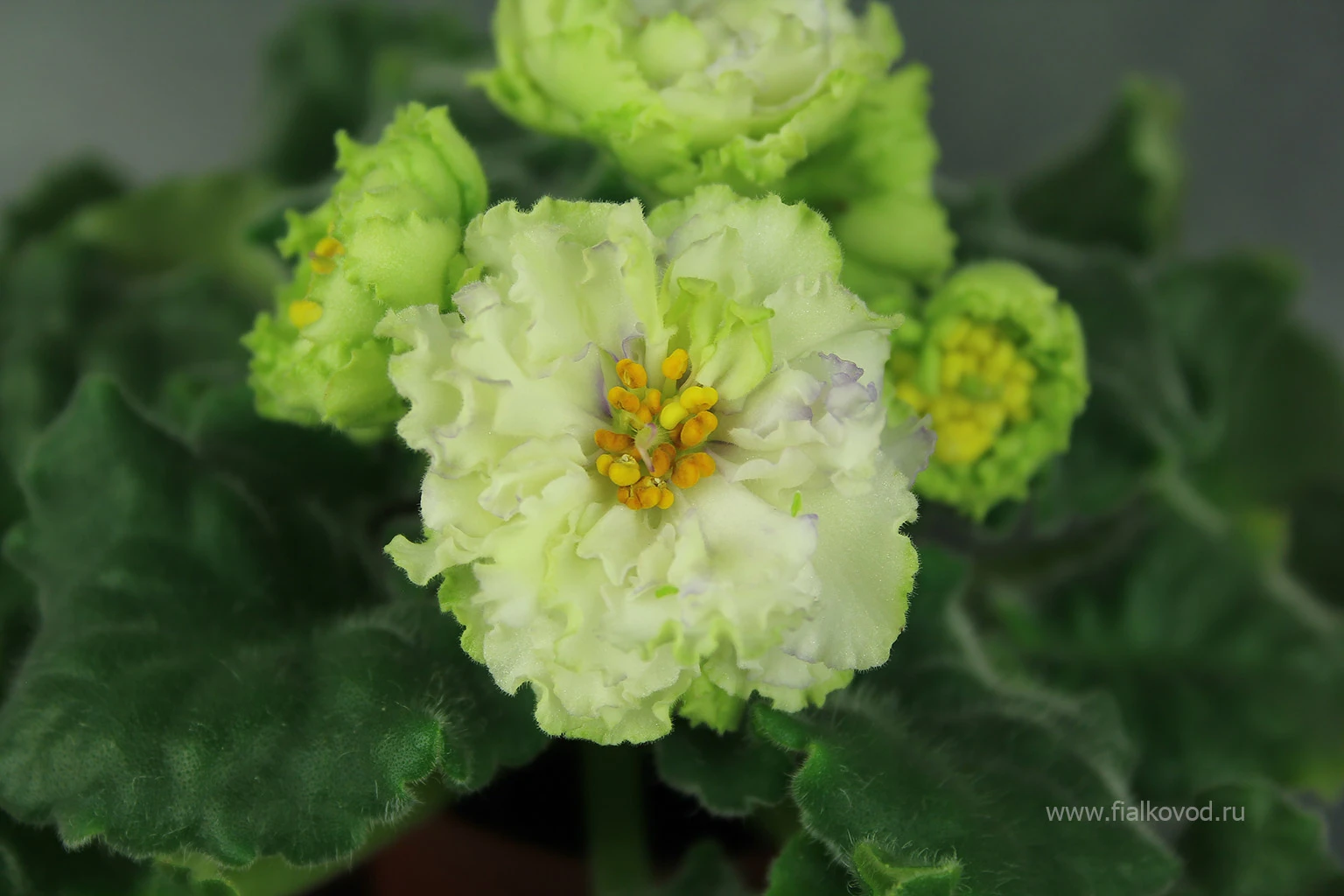 АВ-783-44, сеянец