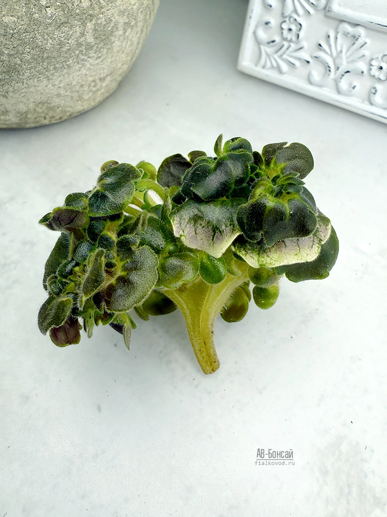ав-бонсай-RR-(13).jpg