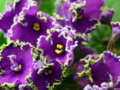 photo_nor for Emerald Lace