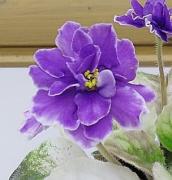 photo_nor for НК-Капитан Грей 
