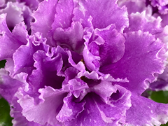 photo_nor for С-22-475, сеянец