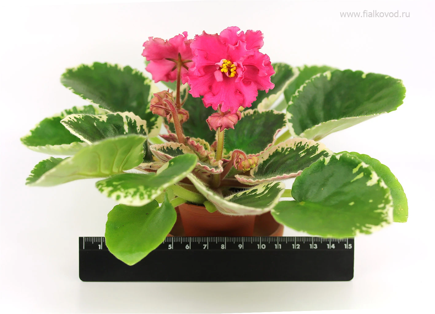 АВ-821-96, сеянец