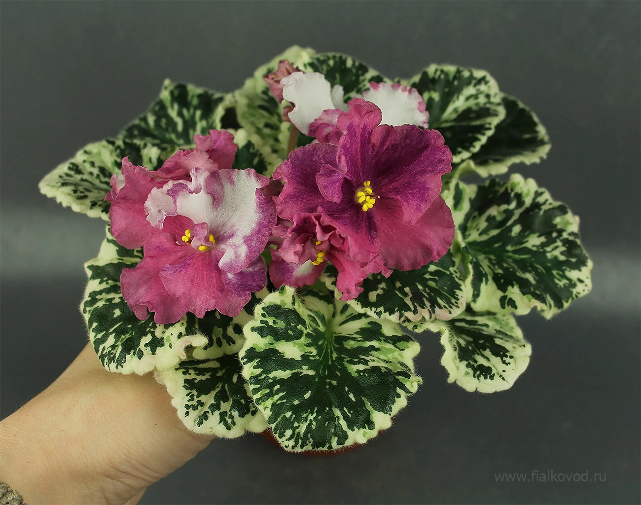 АВ-764-55, сеянец