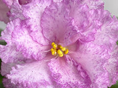 photo_nor for С-23-59, сеянец