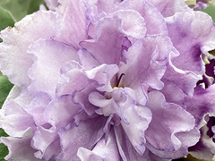 photo_nor for С-Лавандовый Раф (22-411)