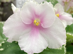 photo_nor for С-Платье для Золушки (22-65)
