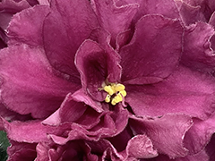 photo_nor for С-Оперная Дива (22-101)