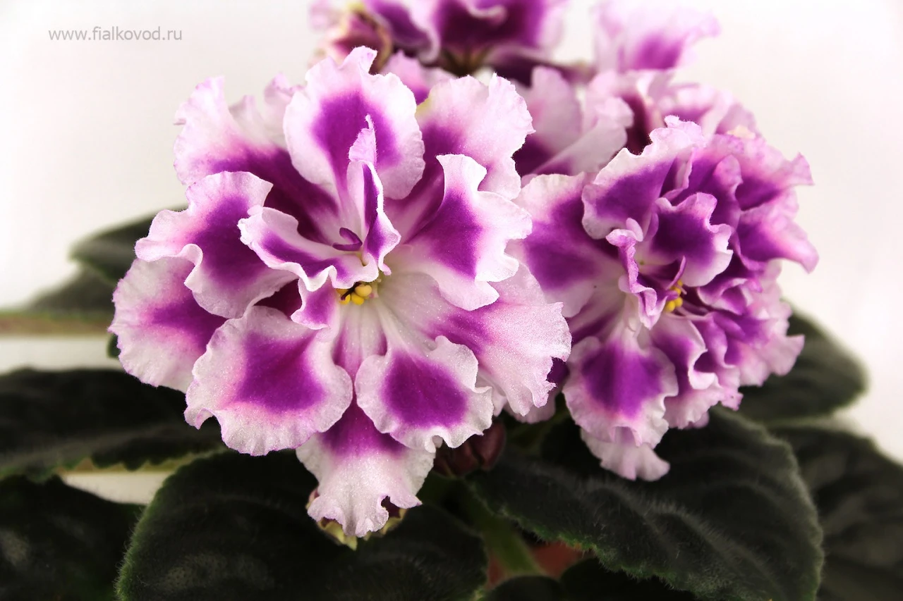 АВ-771-180, сеянец