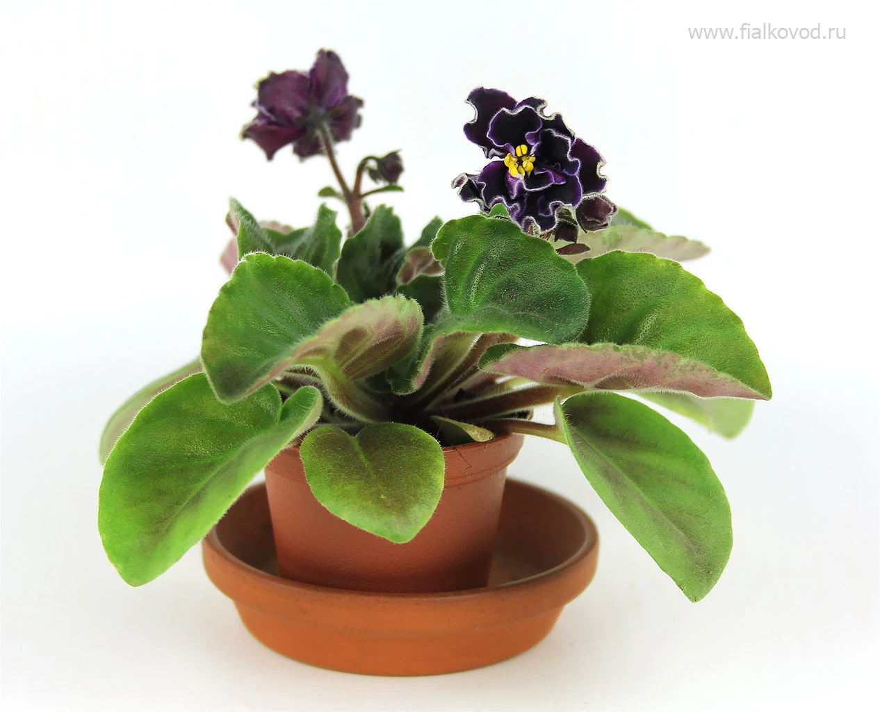 АВ-786-29, сеянец