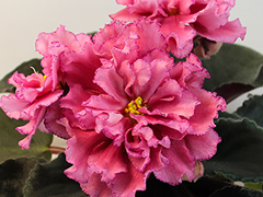 photo_nor for АВ-771-81, сеянец