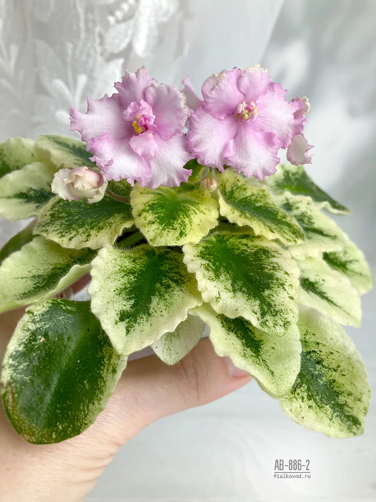 АВ-886-2, сеянец