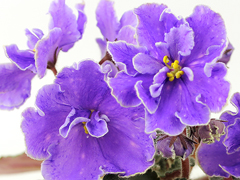 photo_nor for АВ-Зазеркалье (772-5)