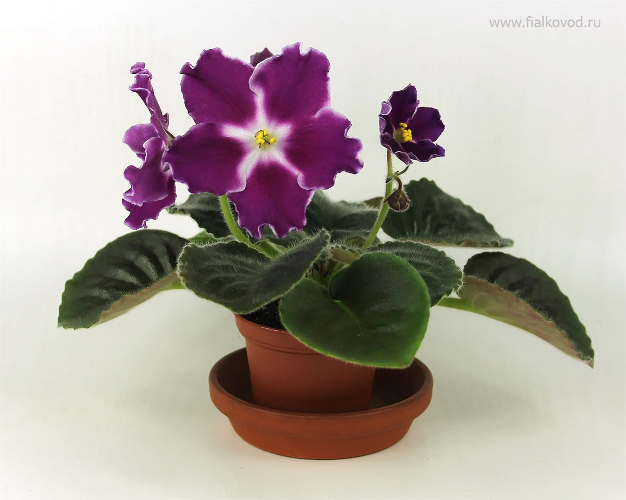 АВ-782-20, сеянец