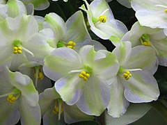 photo_nor for Emerald City