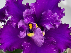photo_nor for С-Дальние Страны (22-507)