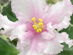 photo_nor for С-Лада (22-139)