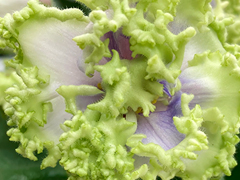 photo_nor for С-Майская Зелень (24-104)