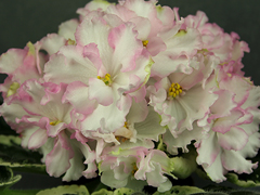 photo_nor for АВ-Клубника со Сливками (767-225)